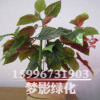 批發室內客廳綠植 盆栽花卉 竹節海棠 來電咨詢15996731903