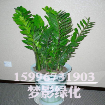 室內綠植花卉 優質金錢樹 盆栽批發貨源充足金錢樹價格 金錢樹