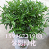 批發(fā)室內(nèi)桌面盆栽植物 茉莉花盆栽 非洲茉莉花 觀賞植物凈化空氣