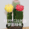 批發(fā)仙人球多肉植物組合盆栽 彩色仙人球三組合 室內(nèi)裝飾盆栽花卉