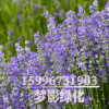 基地直銷 優(yōu)質(zhì)薰衣草 品種齊全 觀花植物 薰衣草苗 量大優(yōu)惠