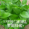 綠蘿盆栽 室內(nèi)桌面綠植花卉 凈化空氣 綠蘿水培觀葉綠植綠蘿批發(fā)