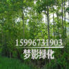 常年出售綠化苗木 喜樹 樹形優(yōu)美 貨源足 規(guī)格齊全 現(xiàn)貨