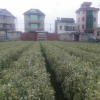 基地批發(fā)優(yōu)質金邊黃樹苗 庭院種植工程綠化金邊黃楊小苗花卉綠植