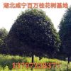 湖北咸寧直銷各種叢生獨桿直徑桂花樹 金桂八月桂丹桂樹