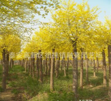 各種規格黃金槐樹苗 金葉槐樹苗速生金葉槐樹苗2公分-10公分價格