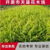 金葉水蠟供應金葉水臘綠籬 綠化叢生水蠟灌木