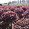 大量供應落葉性紅葉李球 園林綠化球形紅葉李 園藝紅葉李地球批發