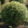 大量供應露地繡線菊球 綠化小區繡線菊 濕地綠化園林工程批發