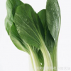 批發(fā) 四季油菜種子 有機(jī)綠色蔬菜種子 陽臺(tái)菜園種植盆栽 100粒/袋