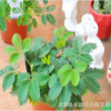 四季香菜種子 盆栽蔬菜種子 陽臺(tái)種菜 芫荽種子