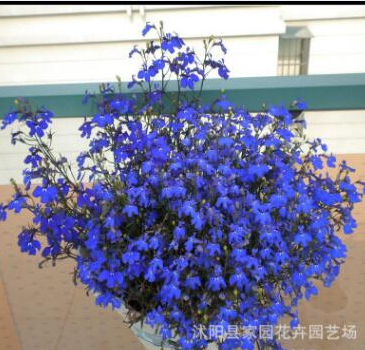 藍花亞麻 六倍利種子 垂吊半邊蓮 翠蝶花 盆栽花卉花草種子