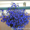 藍(lán)花亞麻 六倍利種子 垂吊半邊蓮 翠蝶花 盆栽花卉花草種子