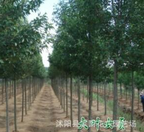 直銷高桿貞苗 大葉女貞小苗 四季常綠行道樹 綠化苗木