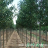 直銷高桿貞苗 大葉女貞小苗 四季常綠行道樹 綠化苗木