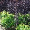 遼寧紫葉稠李基地 供應綠化紫葉稠李 園林小區植物廠家批發