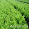 苗圃直銷 批發(fā) 瓜子黃楊苗 小葉黃楊 瓜子黃楊球 綠化工程苗