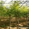 遼寧苗圃大量供應金葉榆球 園林綠化地接金葉榆