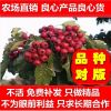 果樹苗 嫁接山楂樹苗 山里紅山楂苗 盆栽地栽南北方種植當年結果