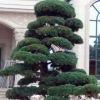 批發(fā)優(yōu)質(zhì)五針?biāo)擅缒?精品五針?biāo)膳l(fā) 造型優(yōu)美 貨源充足
