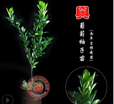 【興梅】2年正宗嫁接葡萄柚子苗葡萄柚樹苗盆栽地栽葡萄柚果樹苗