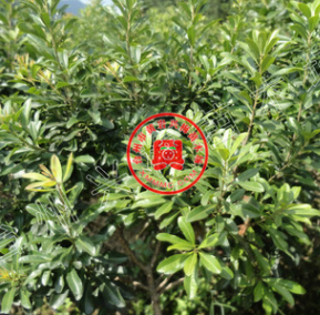 2年嫁接荸薺黑炭楊梅果樹苗木山地栽培庭院綠化苗木植物南方種植