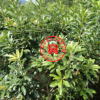 2年嫁接荸薺黑炭楊梅果樹苗木山地栽培庭院綠化苗木植物南方種植