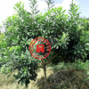 3年嫁接荸薺黑炭楊梅果樹苗木山地栽培庭院綠化苗木植物南方種植