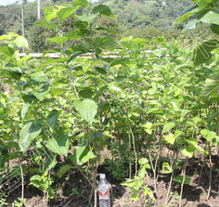 【興梅】2年生嫁接桑葚果樹苗當年結果庭院植物常綠盆栽盆景蠶葉