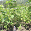 【興梅】2年生嫁接桑葚果樹苗當年結果庭院植物常綠盆栽盆景蠶葉