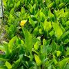 出售水生植物水生美人蕉 工程綠化苗水生美人蕉 多規(guī)格 價格實惠