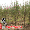 常年批發(fā)3公分5公分木槿樹苗 一級貨綠化工程樹苗 樹形優(yōu)美