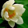 苗圃供應(yīng)精品荷花 湖南源頭貨源多色荷花苗批發(fā)