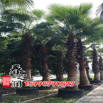 棕櫚樹直銷 綠化苗木 園林棕櫚 大型苗木 大棕櫚苗 棕櫚類植物