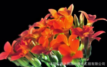 批發重瓣長壽花盆景盆栽四季開花客廳陽臺辦公室植物帶花苞小盆栽