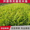 金葉水蠟供應金葉水臘綠籬 綠化叢生水蠟灌木