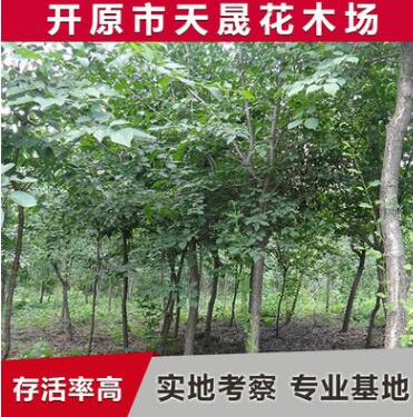 供應園林綠化苗木 暴馬丁香龍枝形綠化紫丁香 園林四季丁香批發