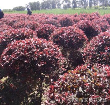 大量供應落葉性紅葉李球 園林綠化球形紅葉李 園藝紅葉李地球批發