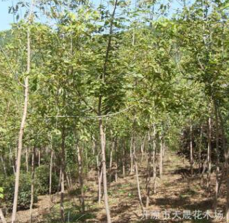 供應露地觀葉糖槭小區喬木 批發金葉復葉槭