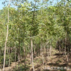 供應露地觀葉糖槭小區喬木 批發金葉復葉槭