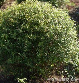大量供應露地繡線菊球 綠化小區(qū)繡線菊 濕地綠化園林工程批發(fā)