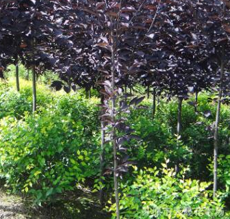 遼寧紫葉稠李基地 供應綠化紫葉稠李 園林小區植物廠家批發