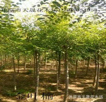 遼寧苗圃大量供應金葉榆球 園林綠化地接金葉榆