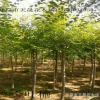 遼寧苗圃大量供應金葉榆球 園林綠化地接金葉榆