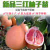 紅心柚子樹苗三紅蜜柚果樹苗四季水果苗南方北方陽臺盆栽地栽種植