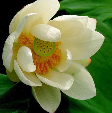 苗圃供應精品荷花 湖南源頭貨源多色荷花苗批發