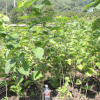 【興梅】2年生嫁接桑葚果樹苗當年結果庭院植物常綠盆栽盆景蠶葉