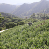 2年嫁接荸薺黑炭楊梅果樹苗木山地栽培庭院綠化苗木植物南方種植