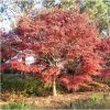 原生紅楓 庭院植物綠化工程紅楓 多規格紅楓挑選