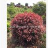 批發紅葉石楠球 基地直銷 綠化工程樹木各種規格紅葉石楠